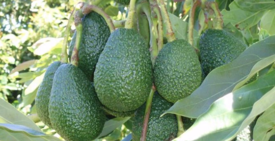 区块链技术让东非农民向全球销推广插图 区块链技术让东非农民向全球销推广