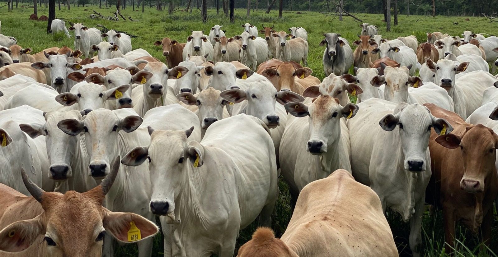 资产代币化如何重塑保险、农业和房地产现状插图 资产代币化如何重塑保险、农业和房地产现状