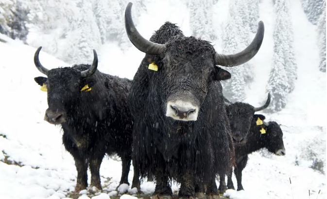 加密专家表示薪资数据公布后,没有理由不看好比特币插图 加密专家表示薪资数据公布后,没有理由不看好比特币