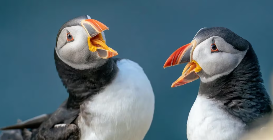 Bitget因TokenFi MEME币上市与Floki卷入1000万美元的激烈纠纷插图 Bitget因TokenFi MEME币上市与Floki卷入1000万美元的激烈纠纷