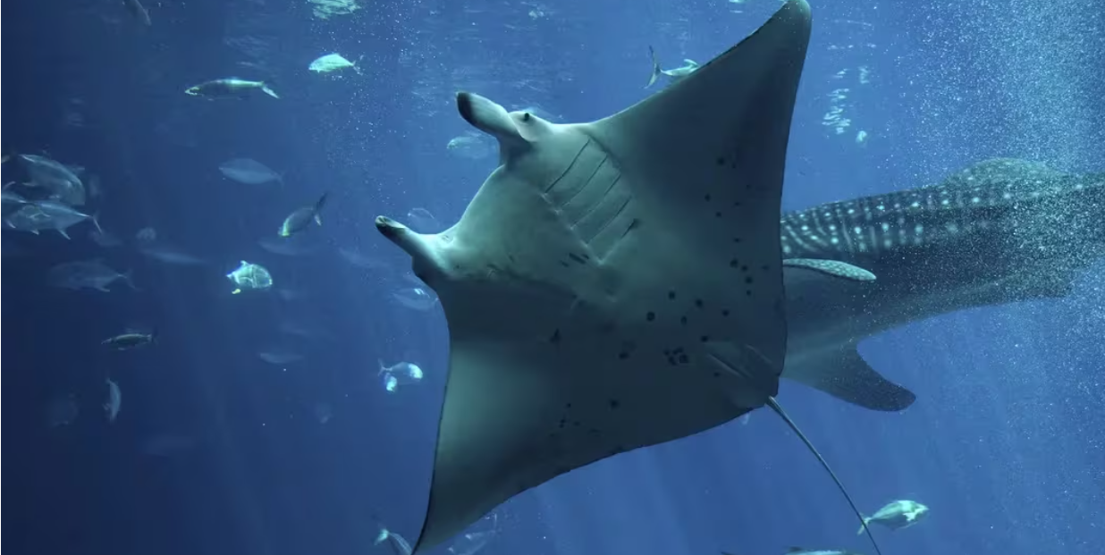 Manta Network在代币发行过程中遭受DDoS攻击插图 Manta Network在代币发行过程中遭受DDoS攻击