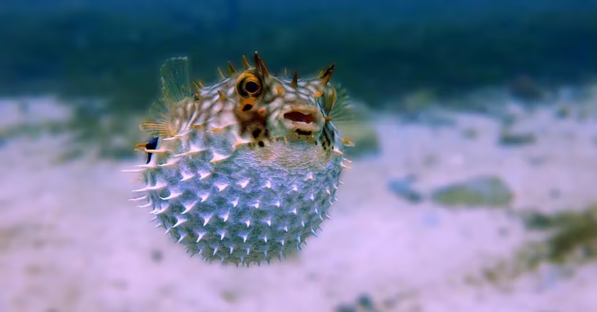 Puffer在短短3周内就获得了10亿美元的存款插图 Puffer在短短3周内就获得了10亿美元的存款