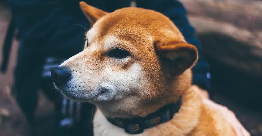 Shiba Inu采用技术为SHIB币持有者带来更多隐私插图 Shiba Inu采用技术为SHIB币持有者带来更多隐私