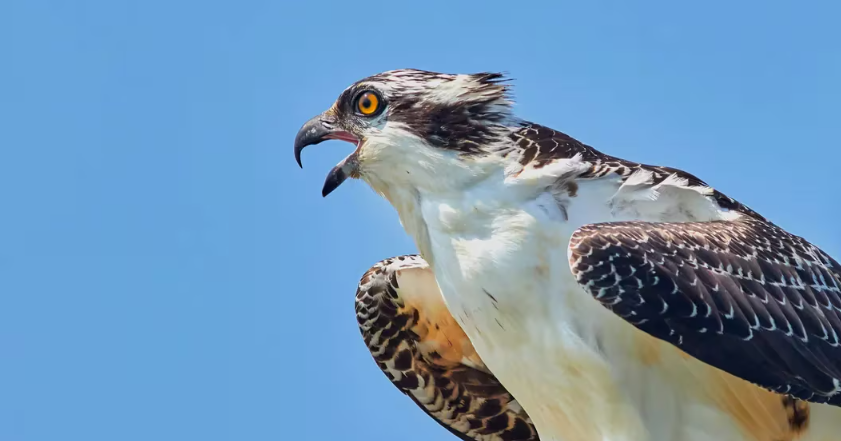 Osprey比特币信托寻找买家或可能与比特币ETF合并插图 Osprey比特币信托寻找买家或可能与比特币ETF合并