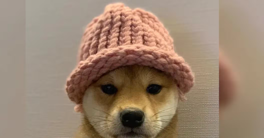 WIF币行情飙升48%,表现优于BONK、DOGE币行情插图 WIF币行情飙升48%,表现优于BONK、DOGE币行情