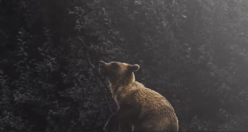 摩根大通表示减半炒作消退后比特币行情可能滑至4.2万美元插图 摩根大通表示减半炒作消退后比特币行情可能滑至4.2万美元