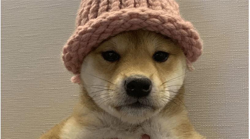 Coinbase交易所提前向非美国客户提供WIF币永续期货交易