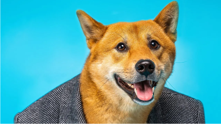 Shiba Inu为新区块链和TREAT币筹集了1200万美元资金