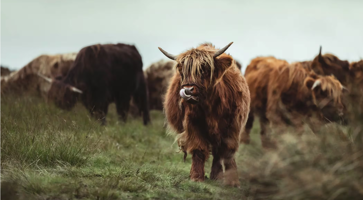 比特币行情创下8.5万美元历史新高,一周内上涨超过2万美元插图 比特币行情创下8.5万美元历史新高,一周内上涨超过2万美元