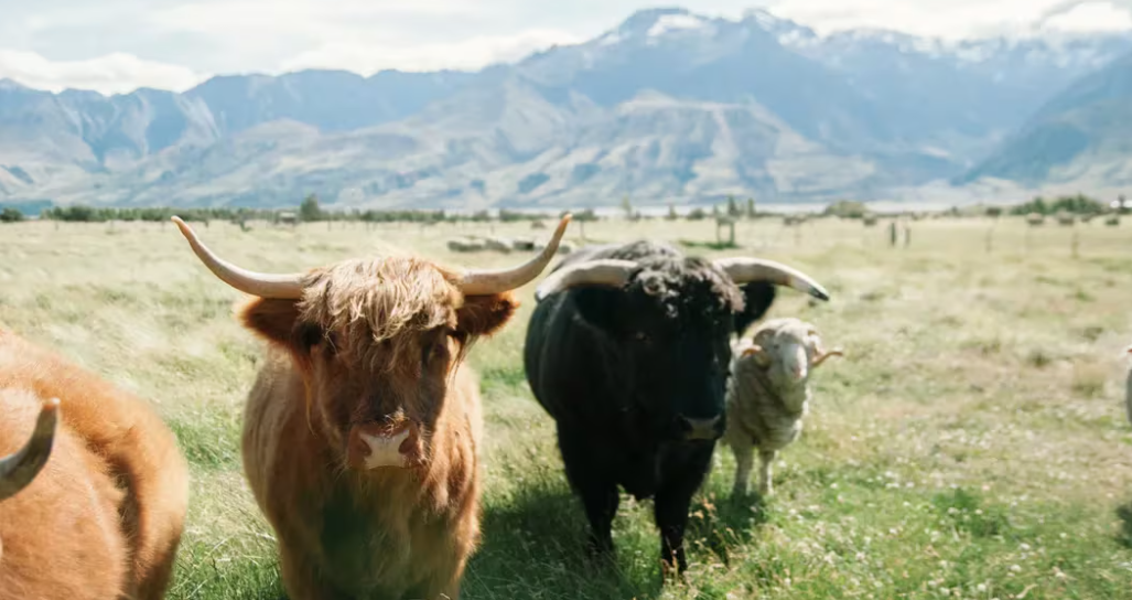 Semler Scientific增持215比特币,持仓量增至1273BTC插图 Semler Scientific增持215比特币,持仓量增至1273BTC